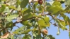 Quercus faginea ? 3 de 6