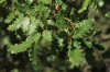 Quercus faginea