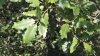 Quercus faginea ? 5 de 6