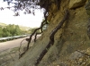 Quercus ilex 2d2