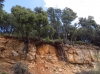 Quercus ilex L.