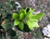 Quercus ilex L. subsp. ballota (Desf.) Samp.