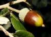 Quercus ilex L. subsp. ballota (Desf.) Samp.