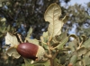 Quercus ilex L. subsp. ballota (Desf.) Samp.