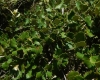 Quercus ilex L. subsp. ballota (Desf.) Samp.