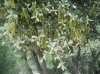 Quercus ilex L. subsp. ballota (Desf.) Samp.