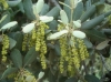 Quercus ilex L. subsp. ballota (Desf.) Samp.