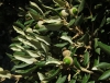 Quercus ilex L. subsp. ilex