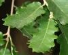 Quercus pubescens Willd. Quercus pubescens Willd.