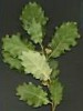 Quercus x cerrioides Quercus x cerrioides