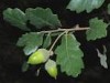 Quercus x coutinhoi Quercus x coutinhoi