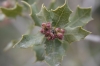 Quercus coccifera L.