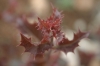 Quercus coccifera L.