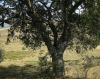 Quercus faginea 1/5