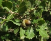 Quercus faginea 3/5