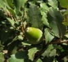 Quercus faginea 5/5