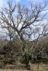 Quercus faginea Lam. subsp. faginea