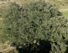 Quercus ilex L. subsp. ballota (Desf.) Samp.