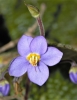 Ramonda myconi (L.) Rchb.