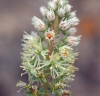 Reseda alba ? 3/4