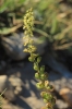 Reseda lutea ? 1d2