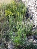 Reseda luteola