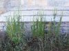 Reseda luteola