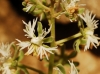 Reseda phyteuma ? 2/4 Reseda phyteuma ? 2/4