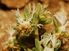 Reseda phyteuma ? 3/4 Reseda phyteuma ? 3/4