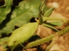 Reseda phyteuma ? 4/4 Reseda phyteuma ? 4/4
