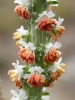 Reseda suffruticosa Loefl. ex Koelp.