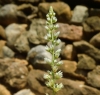 Reseda undata 1/2