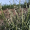 Reseda undata L.