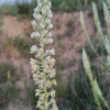 Reseda undata L.