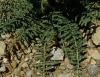 Reseda barrelieri 1/3 (a confirmar)