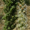 Reseda barrelieri 3/3 (a confirmar)