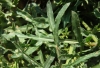 Reseda lutea 1/3 (a confirmar)