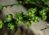 Reseda luteola L.