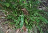 Reseda luteola L.