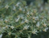 Reseda phyteuma (a confirmar)