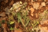 Reseda phyteuma 1/2 Reseda phyteuma 1/2