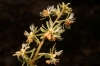 Reseda phyteuma 2/2 Reseda phyteuma 2/2