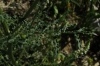 Reseda undata 1/3 (a confirmar)