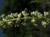Reseda undata 2/3 (a confirmar)