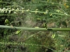 Reseda undata 3/3 (a confirmar)