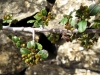 Rhamnus alaternus ? 1d2 Rhamnus alaternus ? 1d2