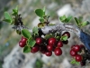 Rhamnus alaternus L. ? Rhamnus alaternus L. ?