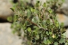 Rhamnus alaternus L. Rhamnus alaternus L.