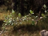 Rhamnus alaternus L. Rhamnus alaternus L.