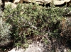 Rhamnus alaternus L. Rhamnus alaternus L.